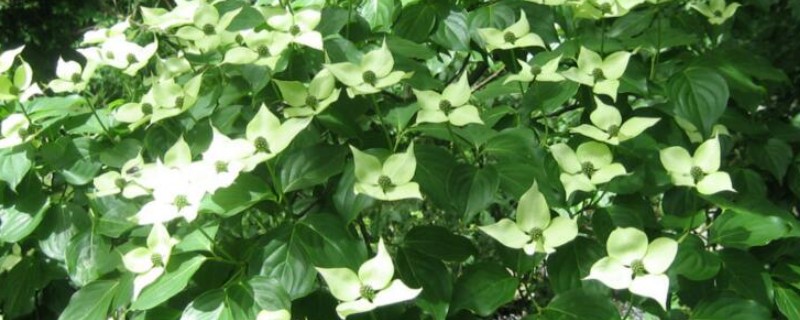 峨眉四照花怎么辨别，可通过叶片、花朵等分辨