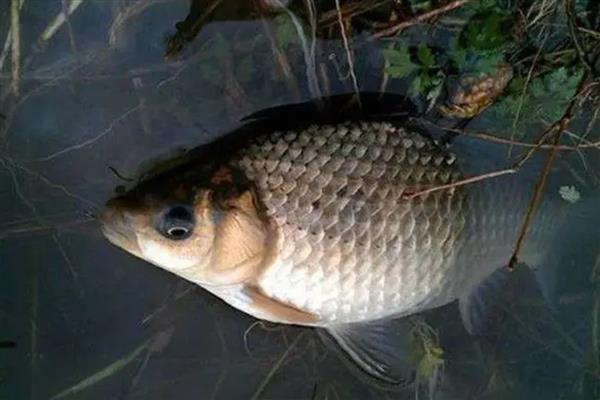 夏天水库钓鲫鱼用什么饵料,用谷物饵的效果好