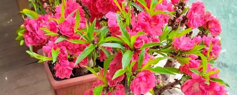 桃花盆景如何养护，一定要确保充足的散射光照