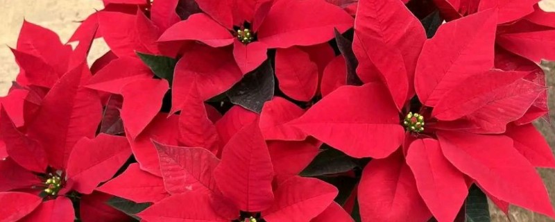 一品红叶子上有白色点的原因,可能是虫害所致