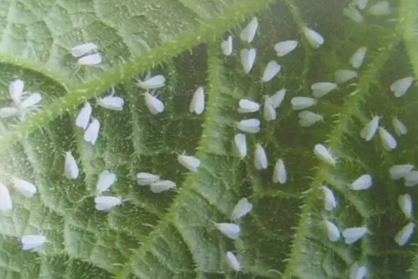入秋怎么防治蔬菜白粉虱，设置防虫网可避免白粉虱进入棚内