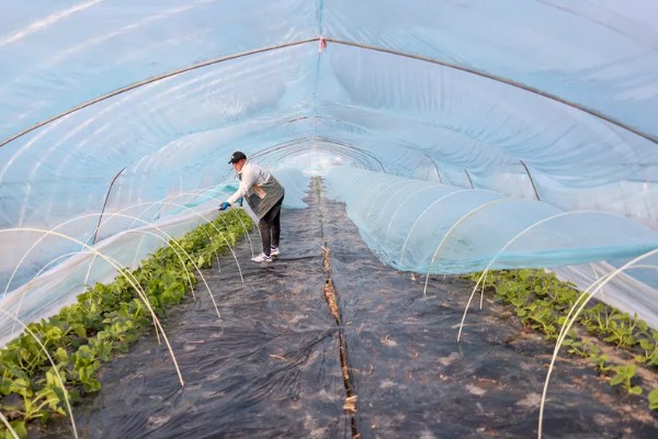 入秋怎么防治蔬菜白粉虱，设置防虫网可避免白粉虱进入棚内