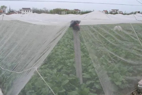 入秋怎么防治蔬菜白粉虱，设置防虫网可避免白粉虱进入棚内