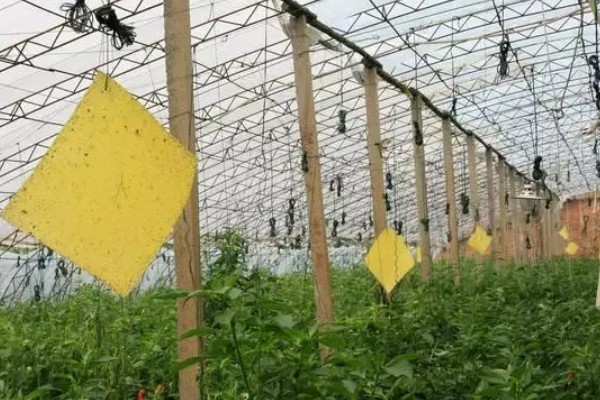 入秋怎么防治蔬菜白粉虱，设置防虫网可避免白粉虱进入棚内