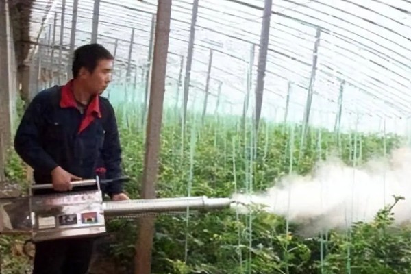 入秋怎么防治蔬菜白粉虱，设置防虫网可避免白粉虱进入棚内