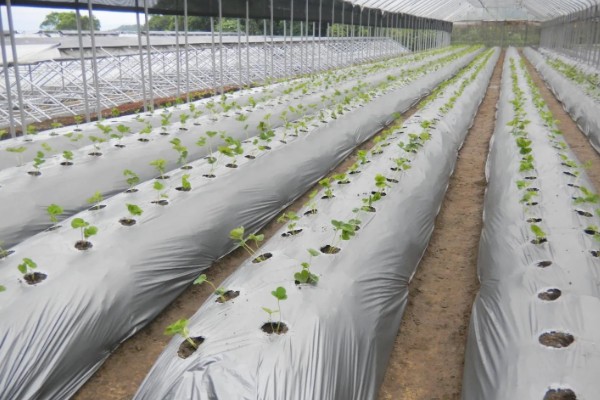 入秋怎么防治蔬菜白粉虱，设置防虫网可避免白粉虱进入棚内