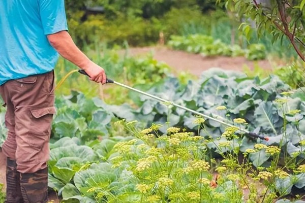 入秋怎么防治蔬菜白粉虱，设置防虫网可避免白粉虱进入棚内