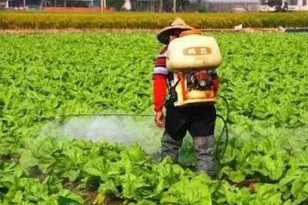 入秋怎么防治蔬菜白粉虱，设置防虫网可避免白粉虱进入棚内