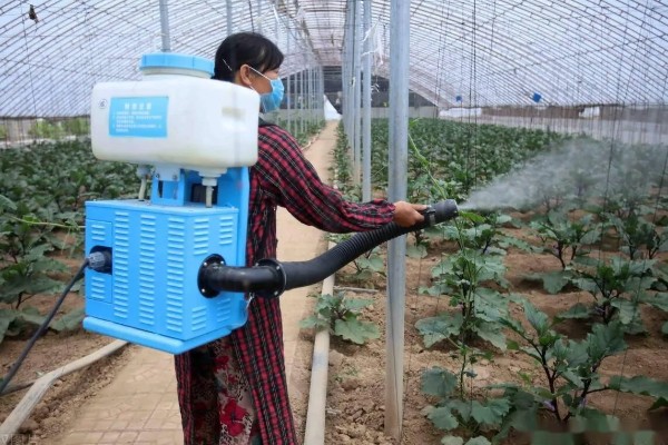 入秋怎么防治蔬菜白粉虱，设置防虫网可避免白粉虱进入棚内