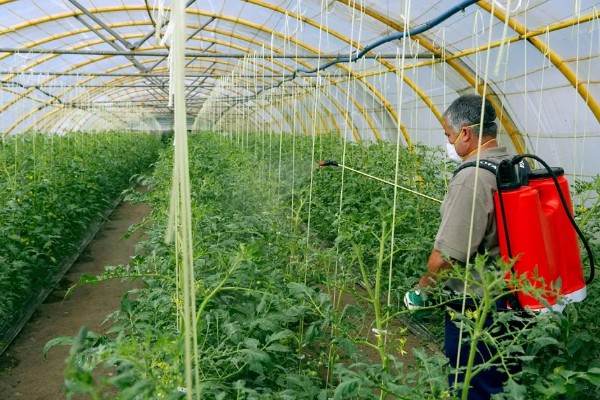 入秋怎么防治蔬菜白粉虱，设置防虫网可避免白粉虱进入棚内