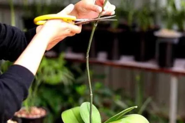 蝴蝶兰花谢了从哪里剪，要从花茎剪