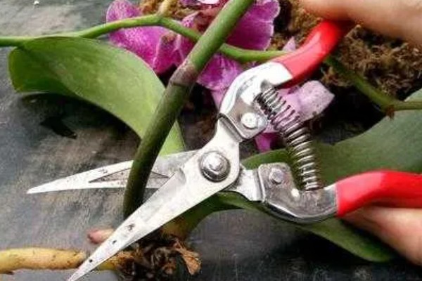 蝴蝶兰花谢了从哪里剪，要从花茎剪