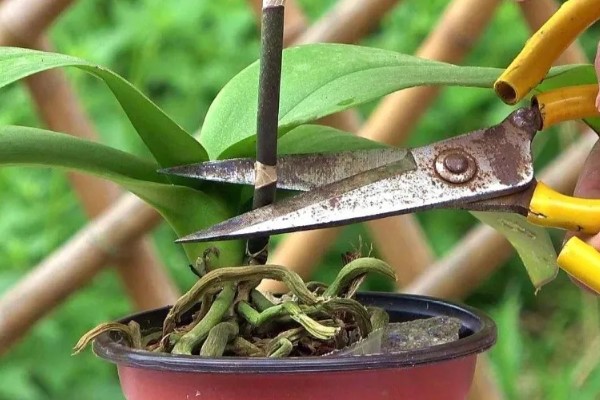蝴蝶兰花谢了从哪里剪，要从花茎剪