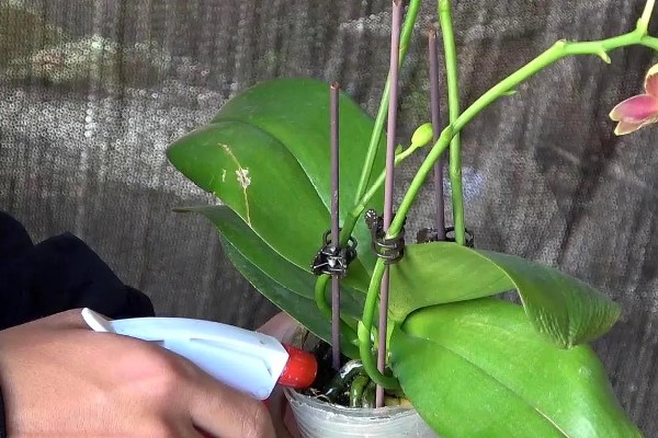 蝴蝶兰花谢了从哪里剪，要从花茎剪