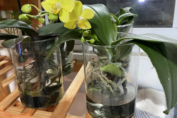 蝴蝶兰花谢了从哪里剪，要从花茎剪