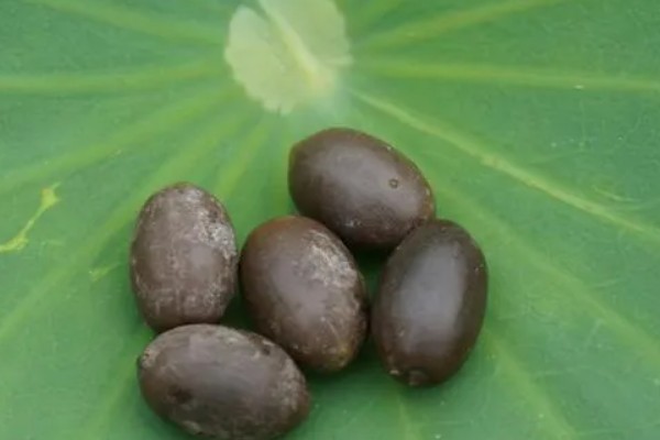 如何种植莲子，浸泡催芽后再播入淤泥中