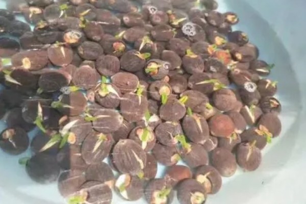 如何种植莲子，浸泡催芽后再播入淤泥中