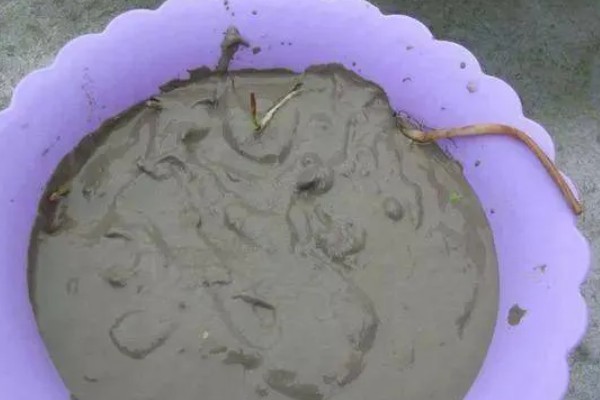 如何种植莲子，浸泡催芽后再播入淤泥中