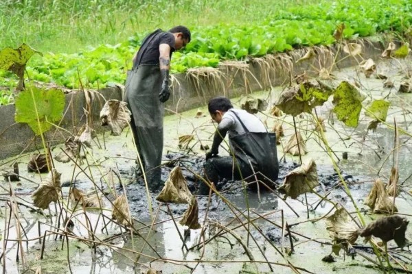 如何种植莲子，浸泡催芽后再播入淤泥中