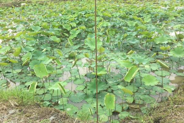 如何种植莲子，浸泡催芽后再播入淤泥中
