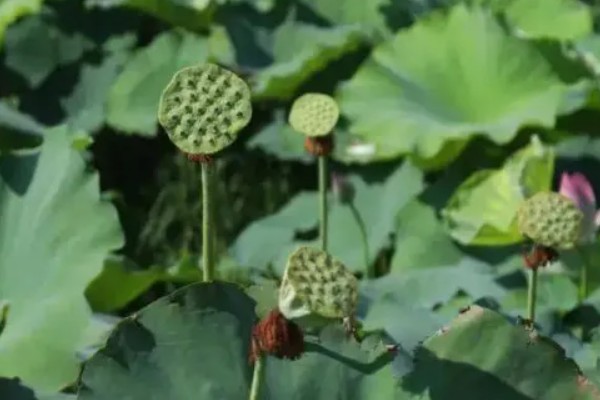 如何种植莲子，浸泡催芽后再播入淤泥中