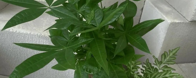 发财树锯掉顶后如何封顶，需要在伤口处涂抹一点草木灰