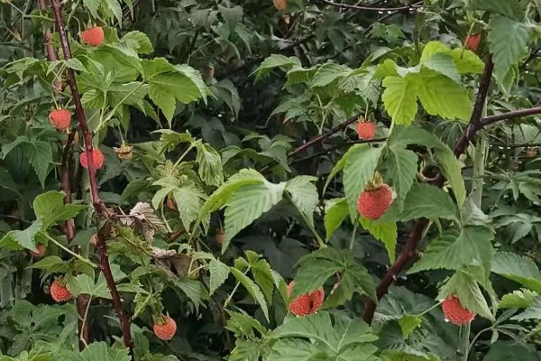 树莓的浇水方法，根据季节的变化选择浇水次数