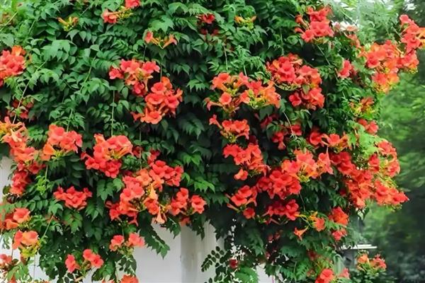 夏天凌霄花要天天浇水吗，不可天天为其浇水