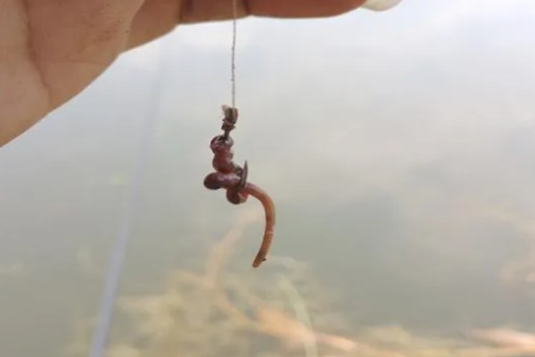 蚯蚓钓鱼是活还是死的好，活的比死的好