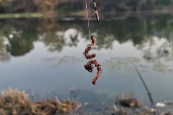 蚯蚓钓鱼是活还是死的好，活的比死的好