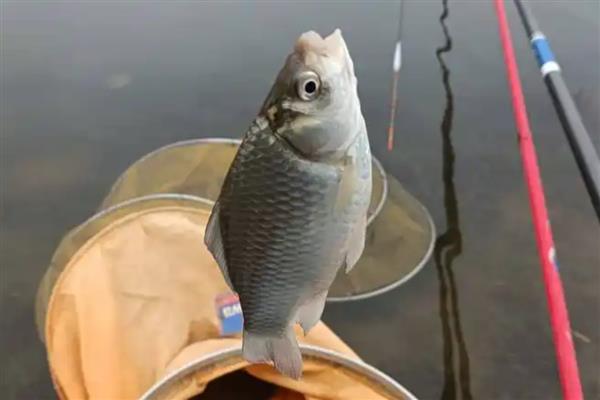 用猪母乳钓鲫鱼怎么配制饵料，搭配味精、碎米、蜂蜜等诱饵一起使用