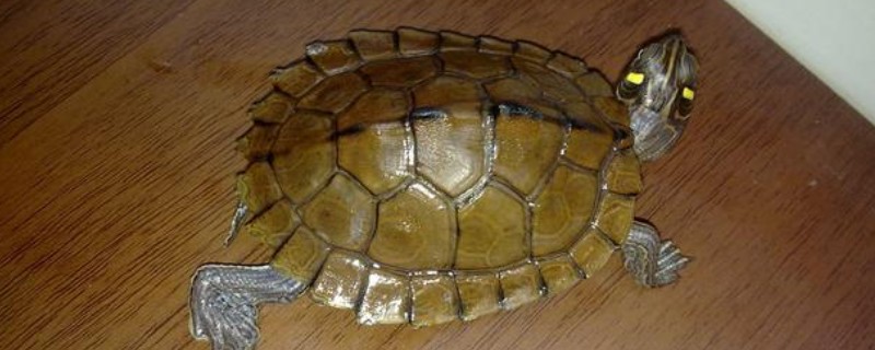 地图龟能和鱼一起养吗，可选择体型大的鱼混养