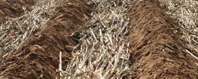 秸秆腐烂需要什么条件，需具备秸杆腐烂的微生物、合适的温度等