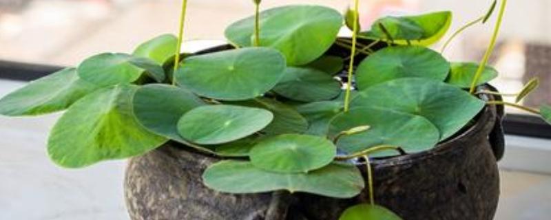 水生植物如何养殖，需要充足的光照