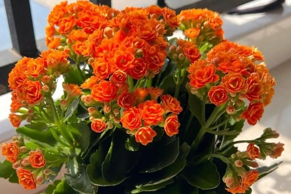 长寿花能晒太阳吗，长寿花可以晒太阳
