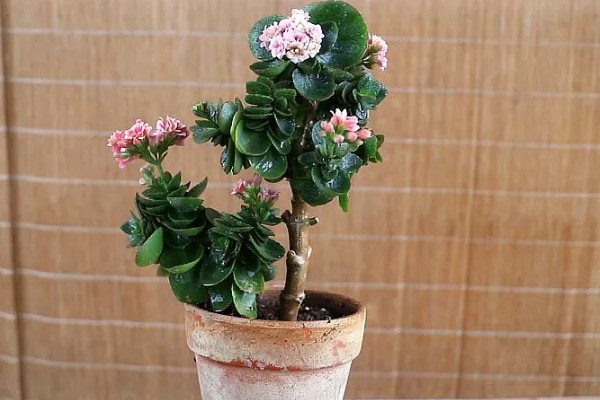 长寿花能晒太阳吗，长寿花可以晒太阳