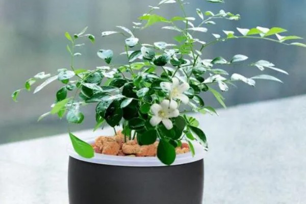 九里香花可以驱蚊吗，九里香花可以驱蚊
