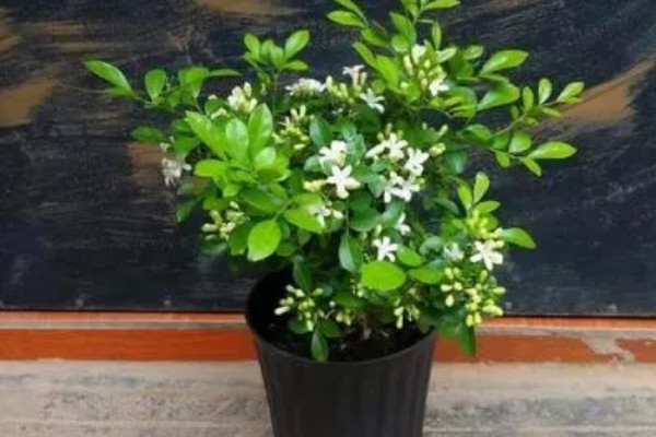 九里香花可以驱蚊吗，九里香花可以驱蚊