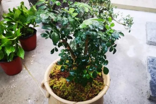 九里香花可以驱蚊吗，九里香花可以驱蚊