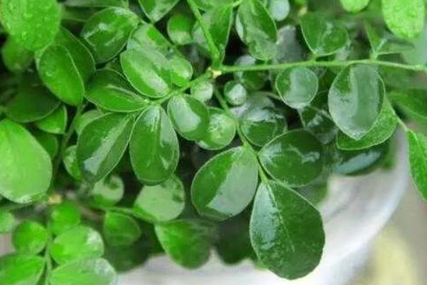 九里香花可以驱蚊吗，九里香花可以驱蚊