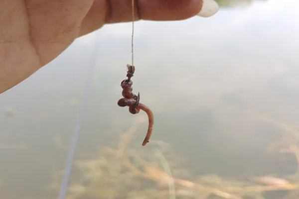 传统钓所用鱼竿，以溪流竿、传统长竿为主