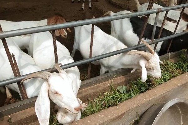 如何提高养羊出栏率，首先要选用优良品种