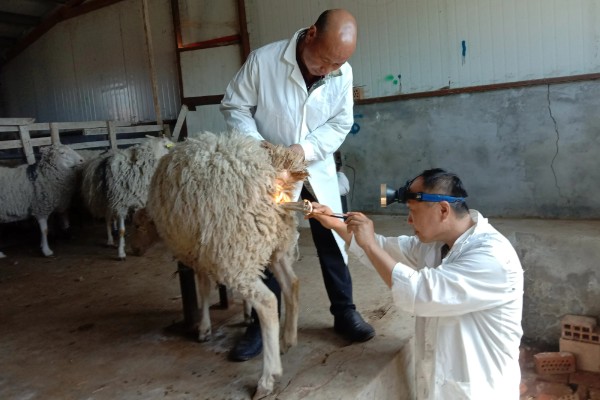如何提高养羊出栏率，首先要选用优良品种