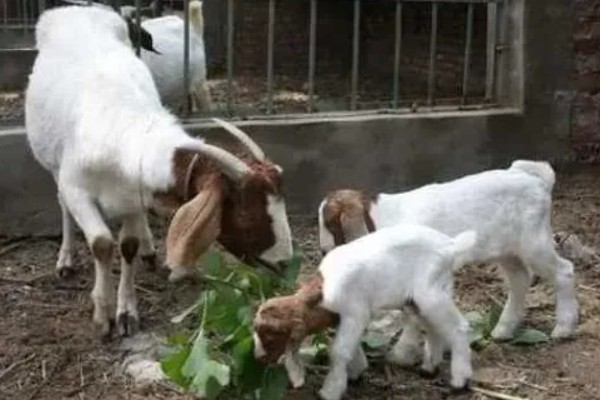 如何提高养羊出栏率，首先要选用优良品种