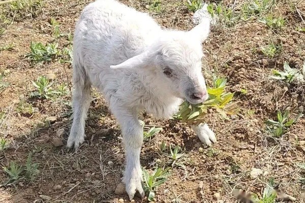 如何提高养羊出栏率，首先要选用优良品种