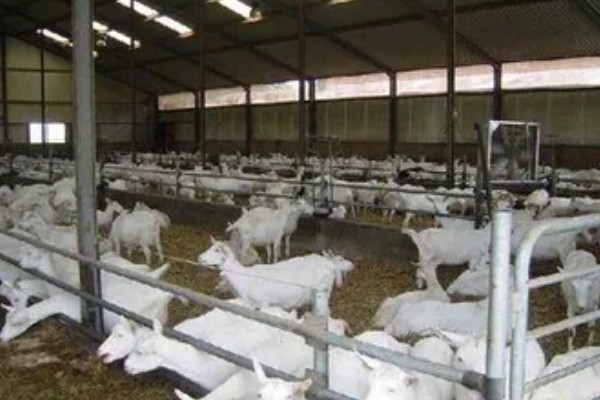 如何提高养羊出栏率，首先要选用优良品种