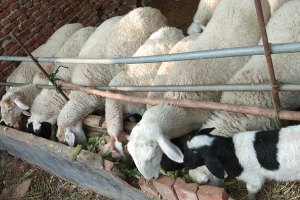 如何提高养羊出栏率，首先要选用优良品种
