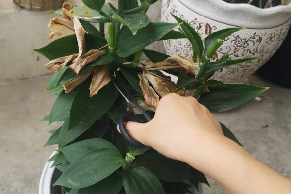 百合花冻了还能补救吗,冻伤情况不严重则可以补救