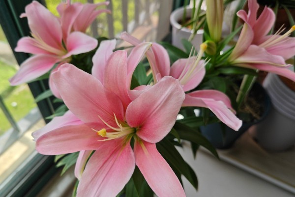 百合花冻了还能补救吗,冻伤情况不严重则可以补救