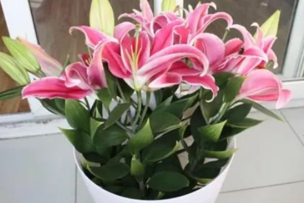 百合花冻了还能补救吗,冻伤情况不严重则可以补救